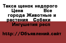 Такса щенок недорого › Цена ­ 15 000 - Все города Животные и растения » Собаки   . Ингушетия респ.